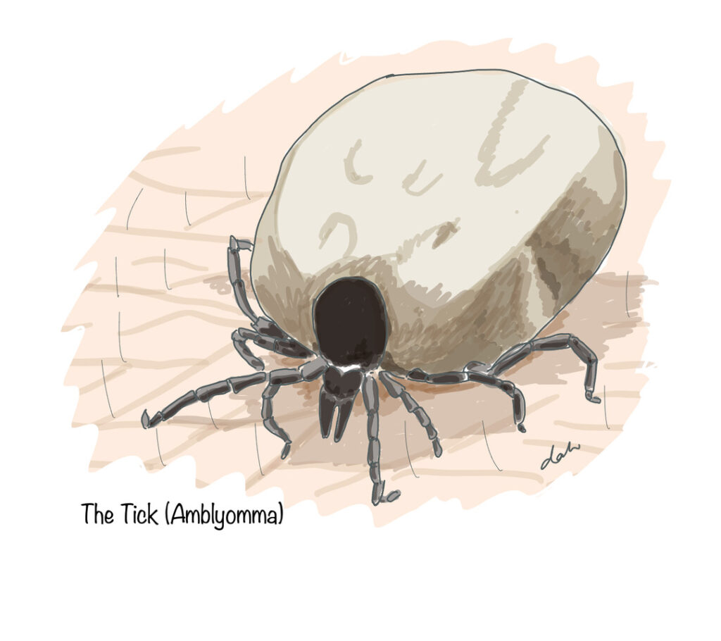 Tick-Bite Fever 2 Tick bite fever