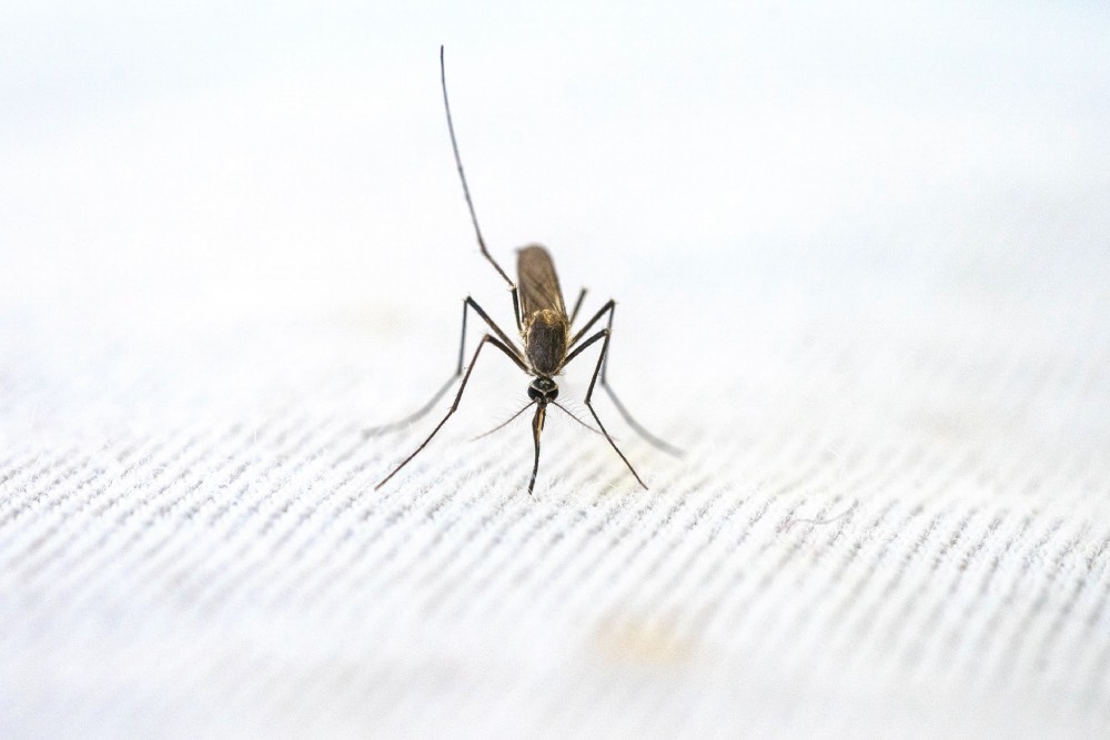 Read more about the article Malaria Cases On The Rise